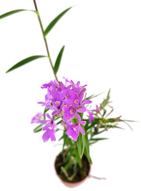 Orchidee - Oerstedella centradenia - Miniaturorchidee