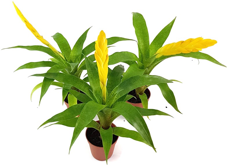 Vriesea ospinae 3er Set - Bromelien