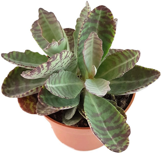 Kalanchoe marmorata &quot;Partridge&quot; - Sukkulente