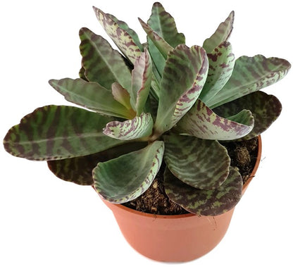 Kalanchoe marmorata &quot;Partridge&quot; - Sukkulente