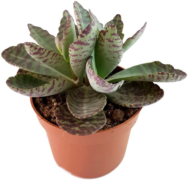 Kalanchoe marmorata &quot;Partridge&quot; - Sukkulente