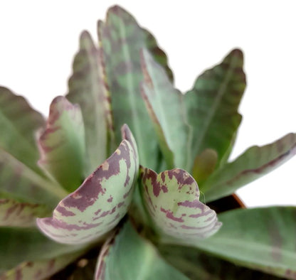 Kalanchoe marmorata &quot;Partridge&quot; - Sukkulente