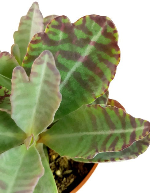 Kalanchoe marmorata &quot;Partridge&quot; - Sukkulente