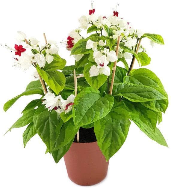 Clerodendrum thomsoniae &quot;varigata&quot; - Losstrauch