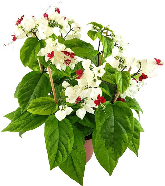 Clerodendrum thomsoniae "varigata" - Losstrauch - SALE ohne Blüten