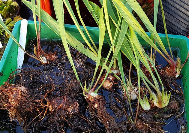 Sarracenia Mix-Set - lose Rhizome "White Lable"