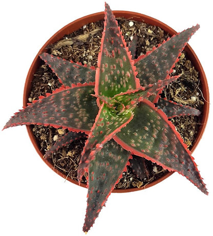 Aloe &quot;Carola&quot; - Miniaturaloe