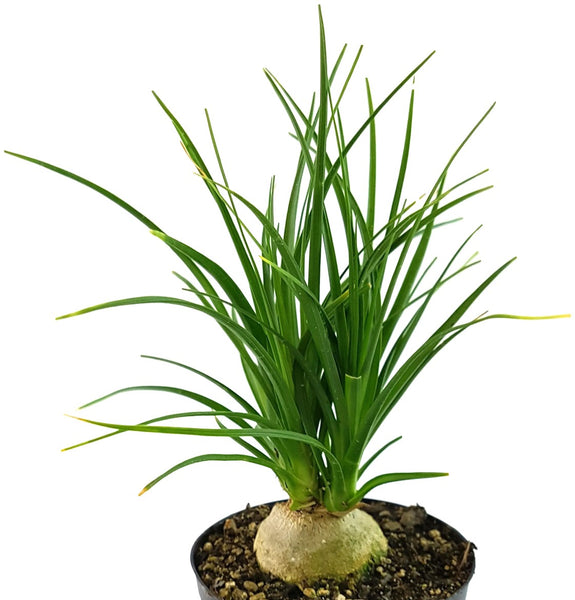 Nolina Recurvata