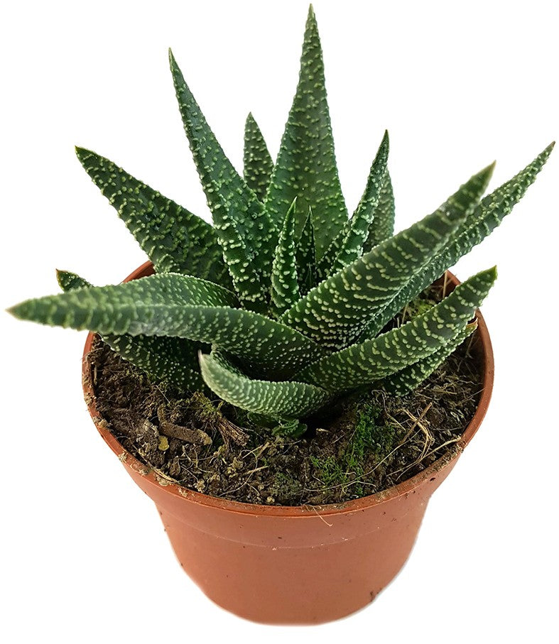 Gasteraloe &quot;Royal Highness&quot; - Sukkulente