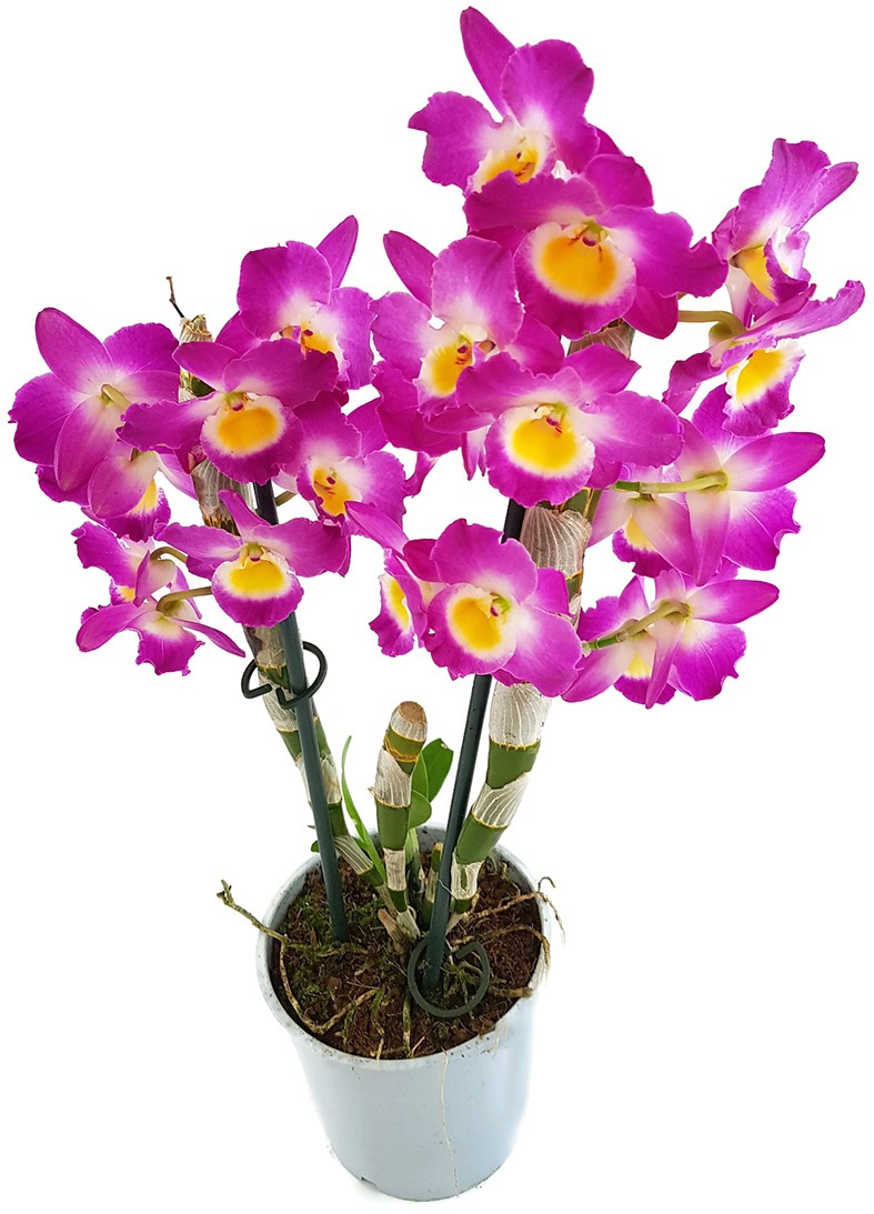 Dendrobium nobile star class Akatsuki - SALE ohne Blüte