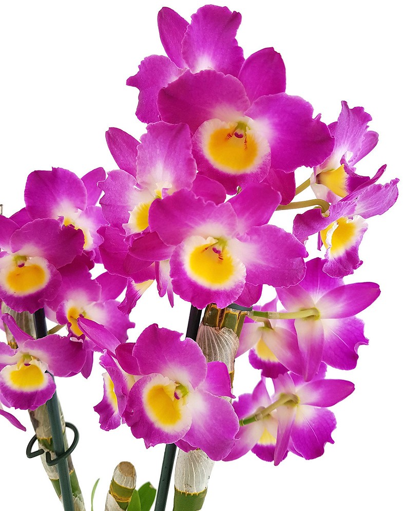 Dendrobium nobile star class Akatsuki - Orchidee