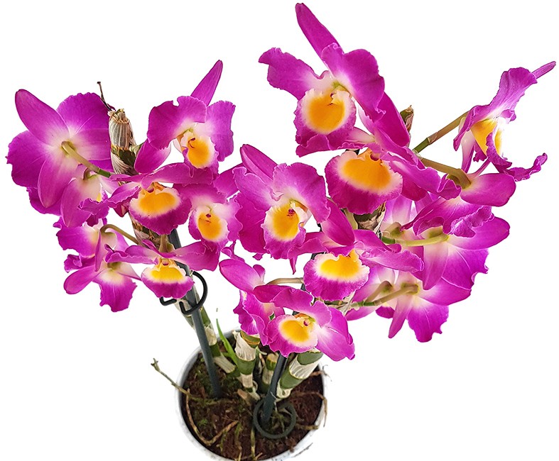 Dendrobium nobile star class Akatsuki - Orchidee