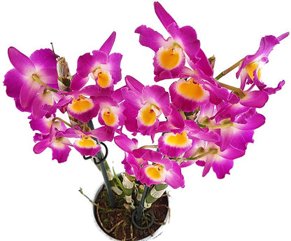 Dendrobium nobile star class Akatsuki - Orchidee