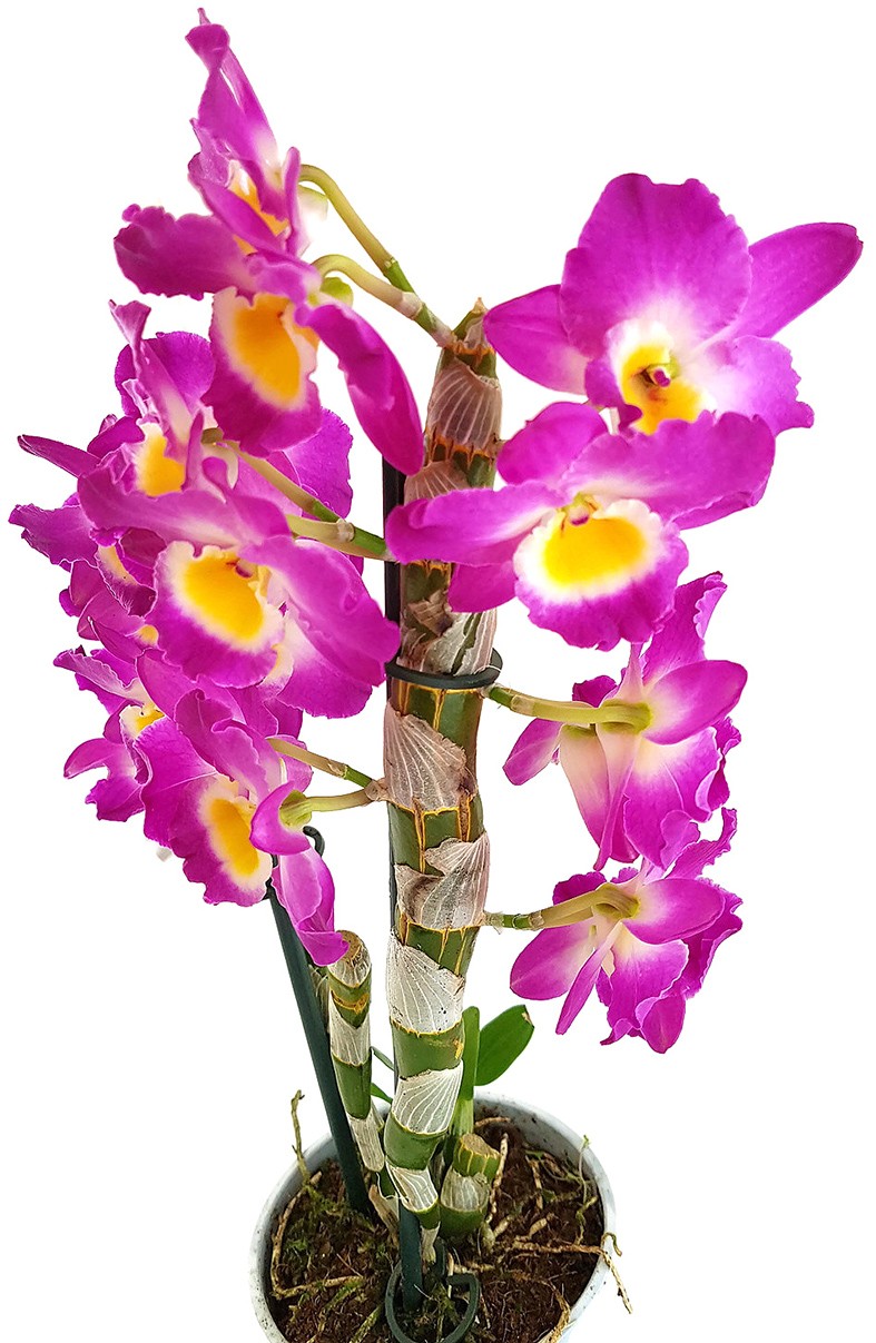 Dendrobium nobile star class Akatsuki - SALE ohne Blüte