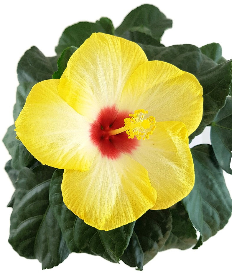 Hibiscus &quot;Yellow Red Eye&quot; - Hawaii Hibiskus