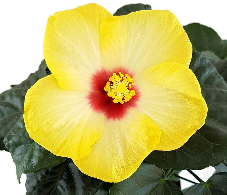 Hibiscus &quot;Yellow Red Eye&quot; - Hawaii Hibiskus