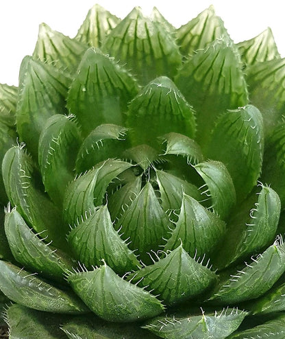 Haworthia picturata - Sukkulente