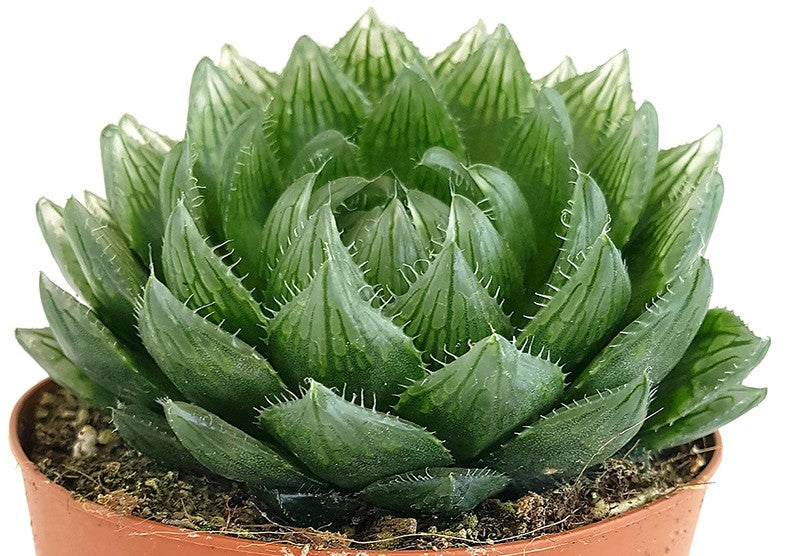 Haworthia picturata - Sukkulente