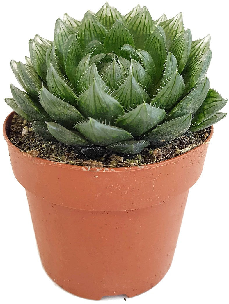 Haworthia picturata - Sukkulente