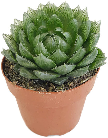 Haworthia picturata - Sukkulente