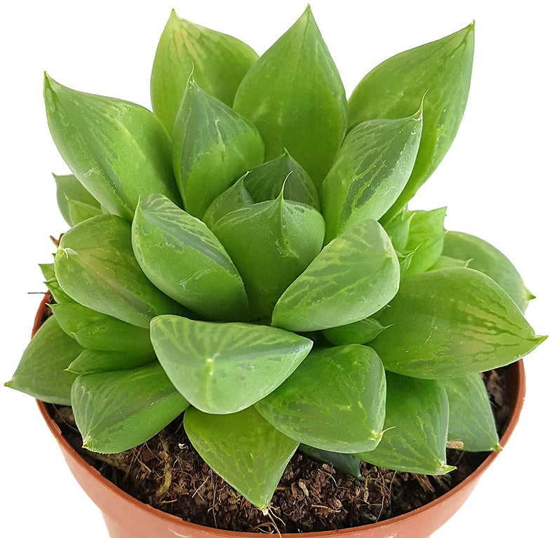 Haworthia cymbiformis - Sukkulente