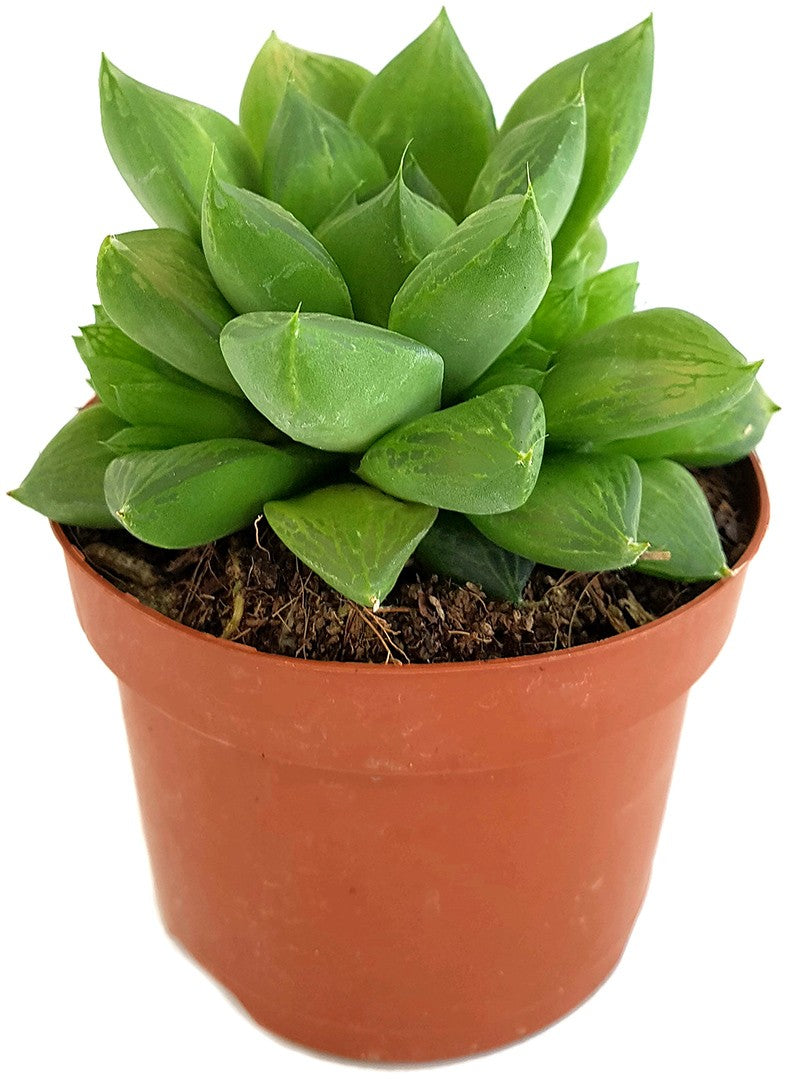 Haworthia cymbiformis - Sukkulente