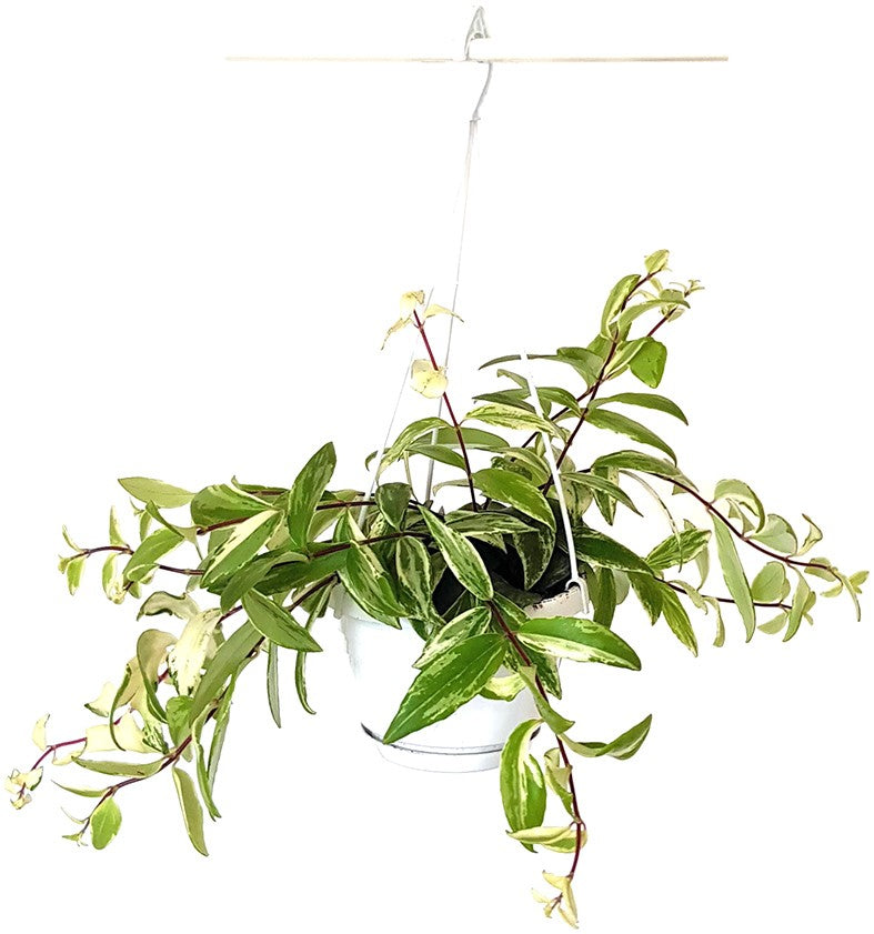 Aeschynanthus Lobbianus "Variegata" - Schamblume