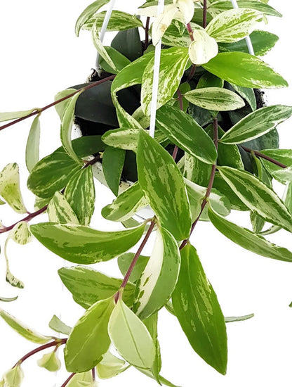 Aeschynanthus Lobbianus &quot;Variegata&quot; - Schamblume