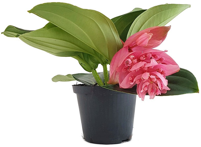 Medinilla magnifica - Philippine Orchidee