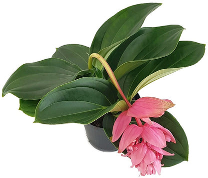 Medinilla magnifica - Philippine Orchidee