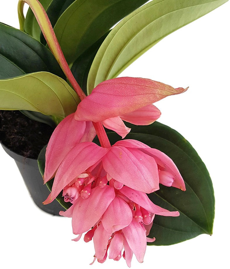 Medinilla magnifica - Philippine Orchidee - SALE ohne Blüten