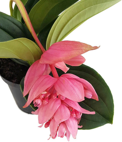 Medinilla magnifica - Philippine Orchidee