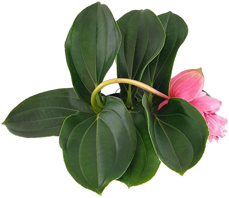 Medinilla magnifica - Philippine Orchidee