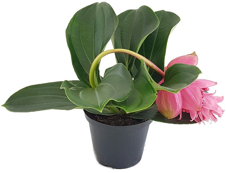 Medinilla magnifica - Philippine Orchidee - SALE ohne Blüten