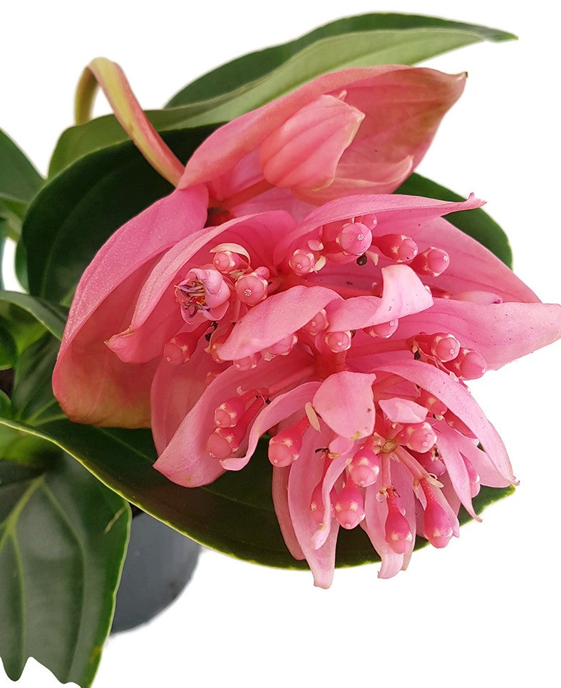 Medinilla magnifica - Philippine Orchidee - SALE ohne Blüten