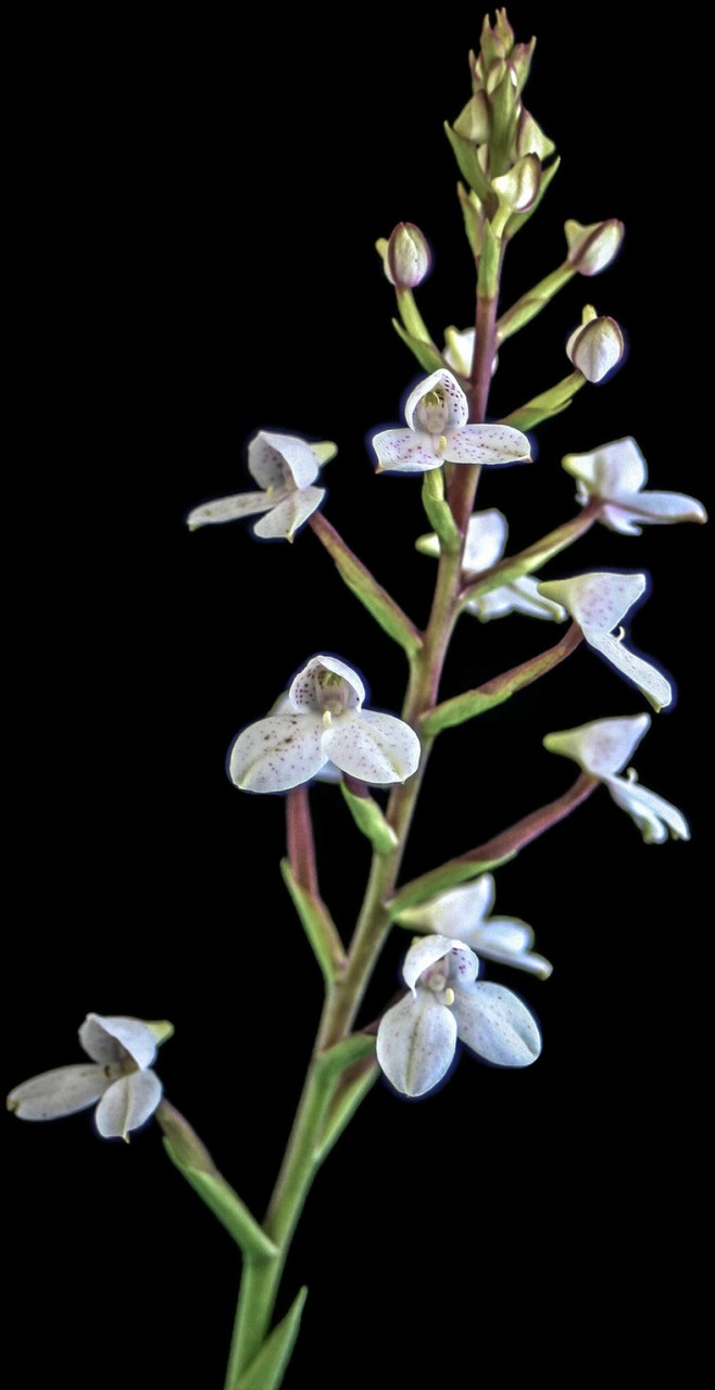 Disa tripetaloides - Erdorchidee