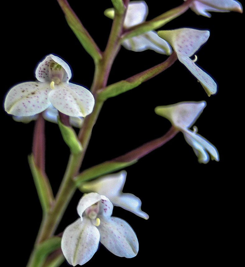 Disa tripetaloides - Erdorchidee