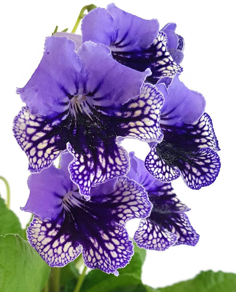 Streptocarpus Blaublüte - afrikanisches Veilchen