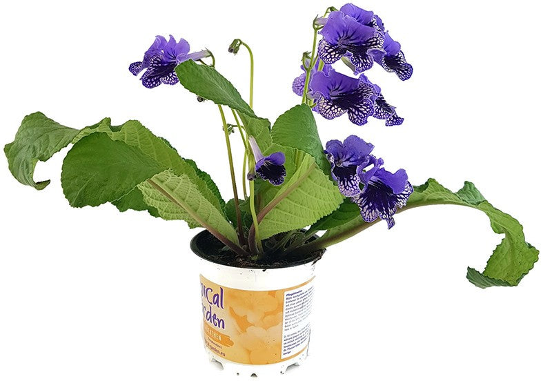 Streptocarpus Blaublüte - afrikanisches Veilchen