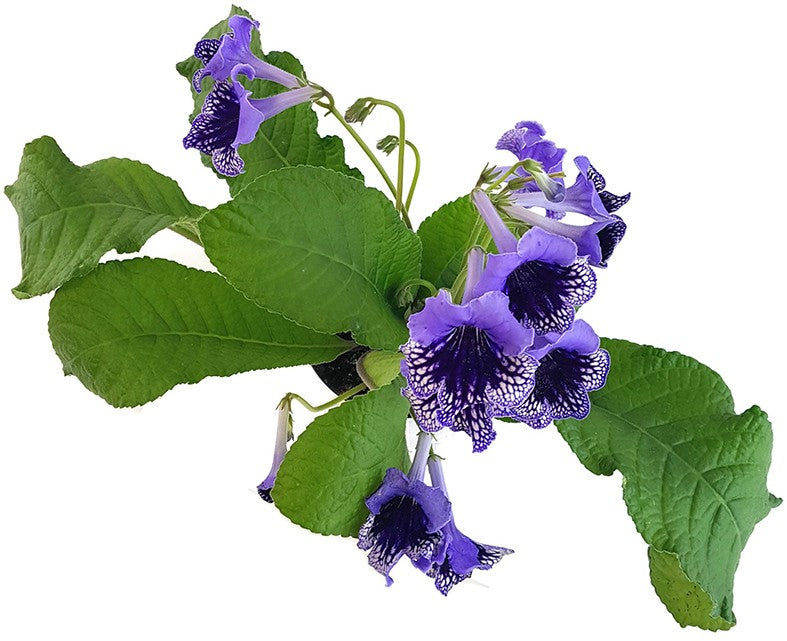 Streptocarpus Blaublüte - afrikanisches Veilchen