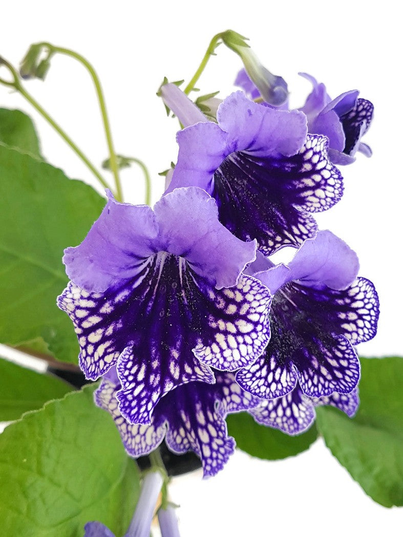 Streptocarpus Blaublüte - afrikanisches Veilchen