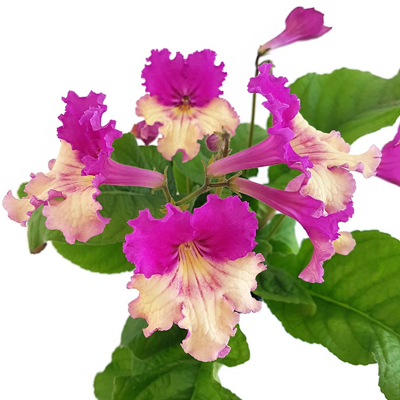 Streptocarpus SALE - 5 Pflanzen ohne Blüten