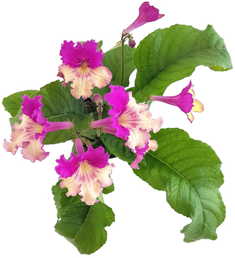 Streptocarpus Rosa Sonnenglanz - afrikanisches Veilchen