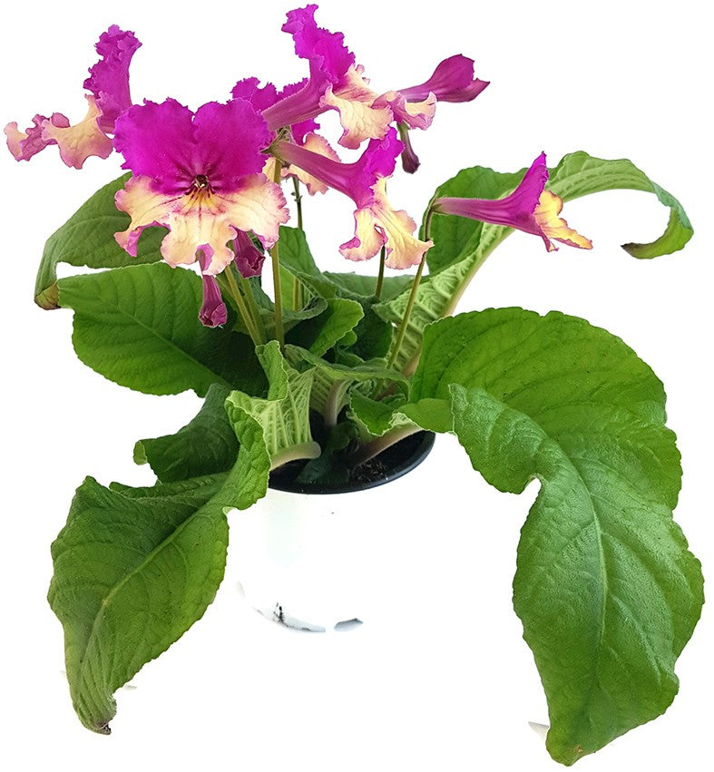 Streptocarpus Rosa Sonnenglanz - afrikanisches Veilchen