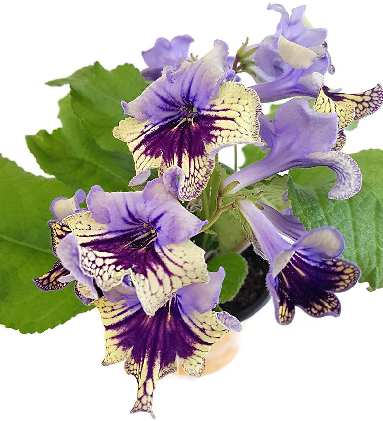 Streptocarpus SALE - 5 Pflanzen ohne Blüten