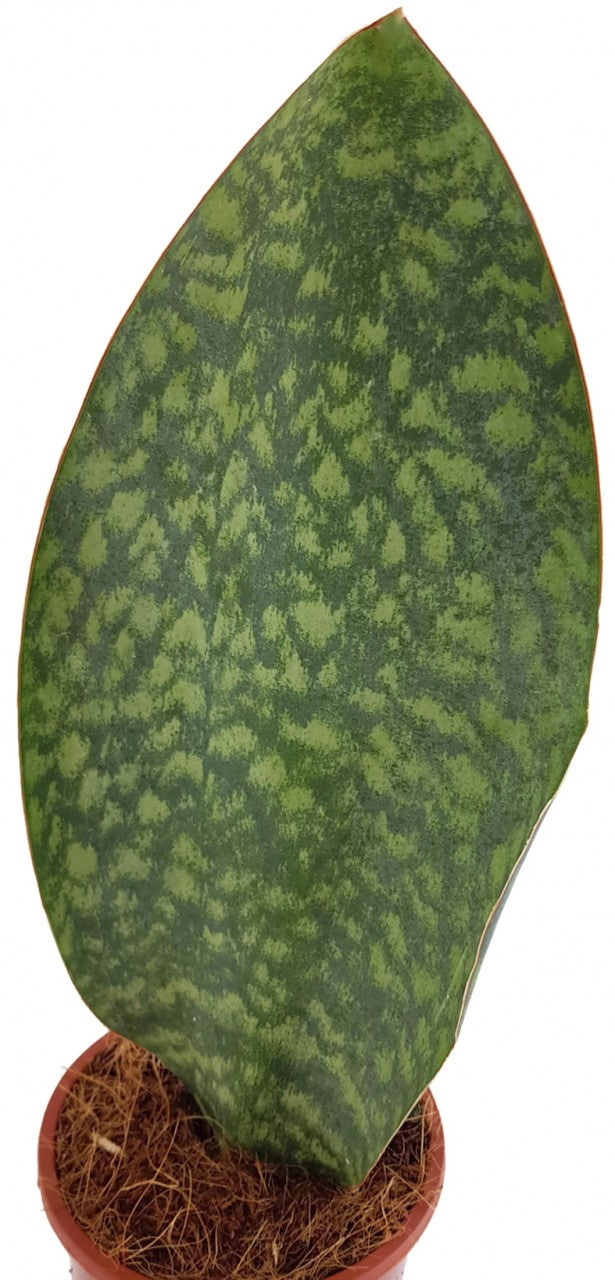 sansevieria masoniana pflege Sansevieria masoniana Mason's Congo