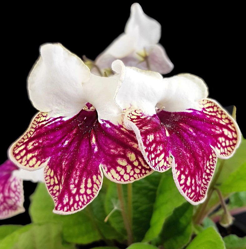 Streptocarpus &quot;dunkelroter Schneesturm&quot; - afrikanisches Veilchen