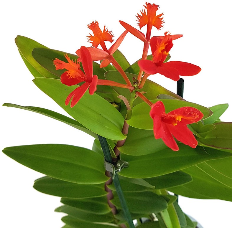 Epidendrum radicans - karmesinrote Schmetterlingsorchidee