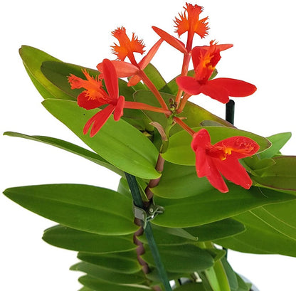 Epidendrum radicans - karmesinrote Schmetterlingsorchidee