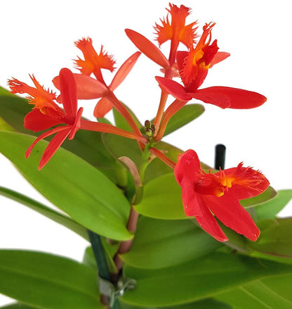 Epidendrum radicans - karmesinrote Schmetterlingsorchidee